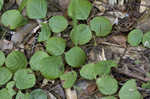 Prostrate ticktrefoil